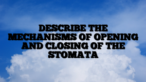 DESCRIBE THE MECHANISMS OF OPENING AND CLOSING OF THE STOMATA