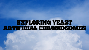 EXPLORING YEAST ARTIFICIAL CHROMOSOMES