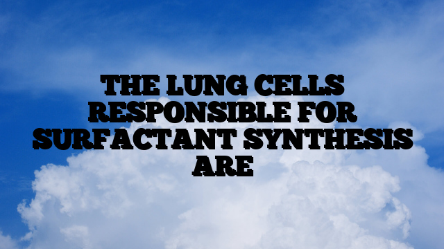 THE LUNG CELLS RESPONSIBLE FOR SURFACTANT SYNTHESIS ARE