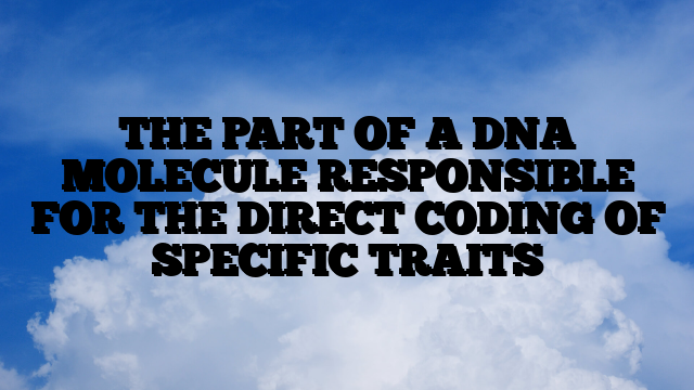 THE PART OF A DNA MOLECULE RESPONSIBLE FOR THE DIRECT CODING OF SPECIFIC TRAITS