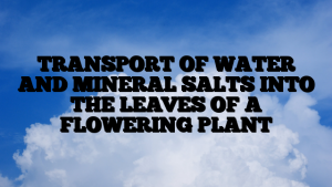 TRANSPORT OF WATER AND MINERAL SALTS INTO THE LEAVES OF A FLOWERING PLANT