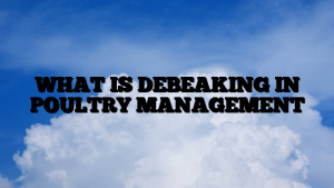 WHAT IS DEBEAKING IN POULTRY MANAGEMENT